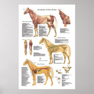 Poster Muscle de cheval Anatomie squelettique Organigramm