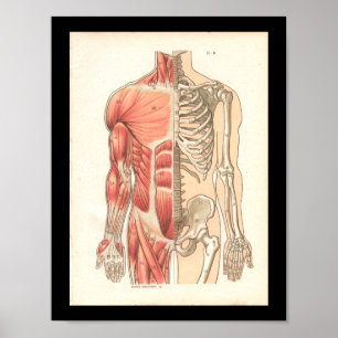 Poster Muscle humain vintage et anatomie du squelette Imp