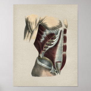 Poster Muscles d'abdomen Anatomie humaine Imprimer Vintag