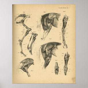 Poster Muscles de jambe de cheval Anatomie 1908 Impressio