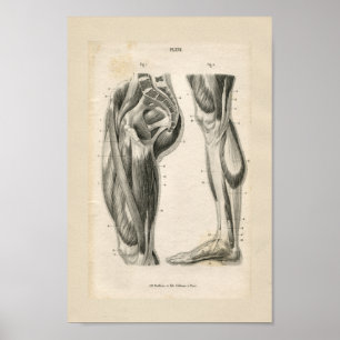 Poster Muscles de jambe Vintage Anatomie Imprimer