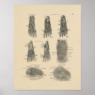 Poster Muscles de pieds vintages Anatomie 1880 Imprimer