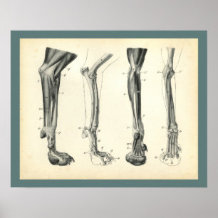 Poster Muscles des os de la jambe de chien Anatomie vétér