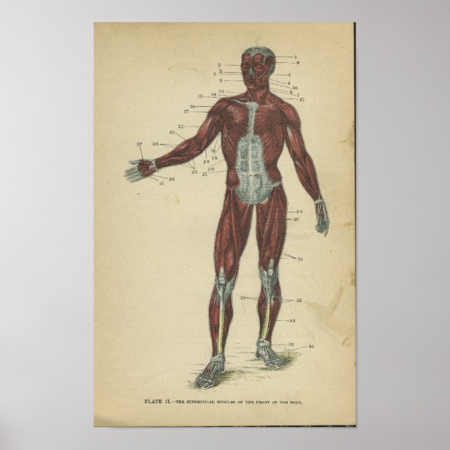 Poster Muscles d'impression Anatomie vintage (Devant)