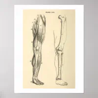 Affiche Anatomie Jambe Vintage