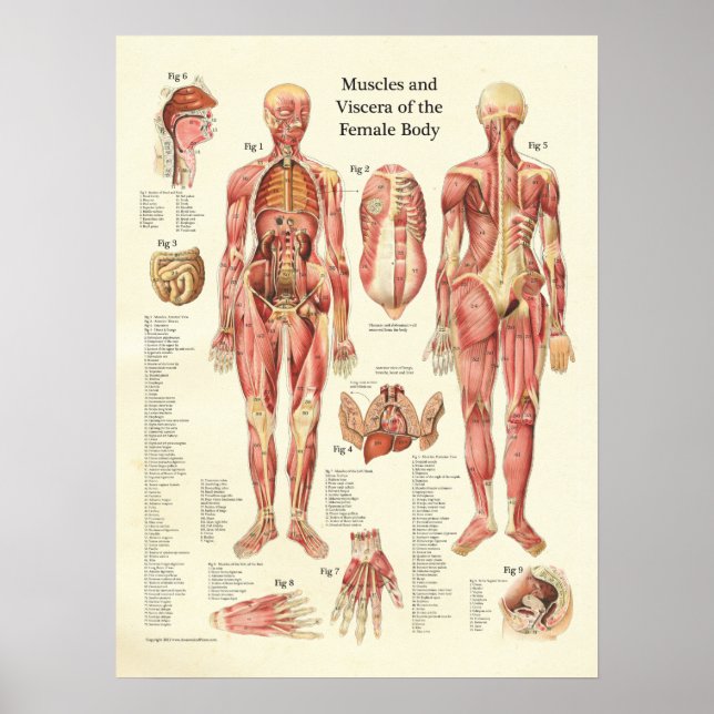 Poster Muscles et viscères de l'affiche d'anatomie fémini (Devant)