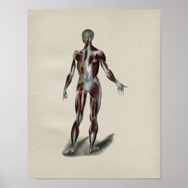 Poster Muscles humains Anatomie Vintage Imprimer (Devant)