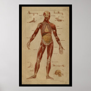 Poster Muscles Interne Vintage Anatomie humaine Imprimer