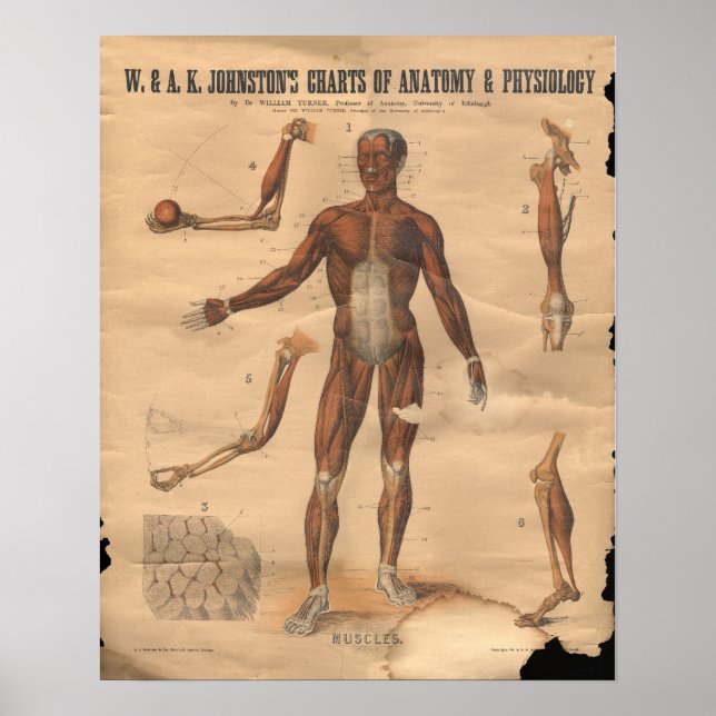 Poster Muscles vintages Anatomie Graphique 1906 (Devant)