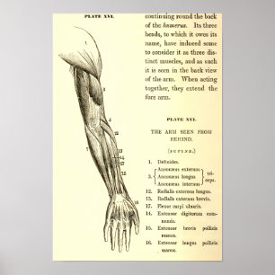 Poster Muscles vintages de l'anatomie   du bras (circa