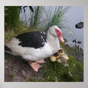 Poster Muscovy Duck And Ducklings