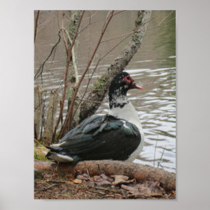 Poster Muscovy Duck By Pond