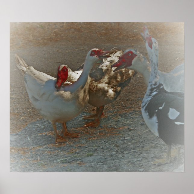 Poster Muscovy Ducks Imprimer (Devant)