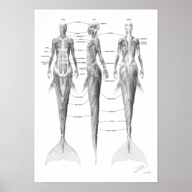 Poster Musculature de sirène (Devant)