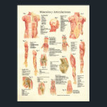 Poster Músculos y Articulaciones Anatomie Espagnol<br><div class="desc">Muscles et Articulations Poster de l'anatomie humaine. Músculos y Articulaciones Anatomie. Poster d'anatomie musculaire en espagnol. Créé avec des images vintage montrant plus de 80 muscles marqués du corps humain, y compris les sections transversales des articulations du coude, de l'épaule et du genou. Vue de l'intérieur et de l'affiche du...</div>