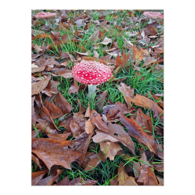 Poster mushroom red with white dots (Devant)