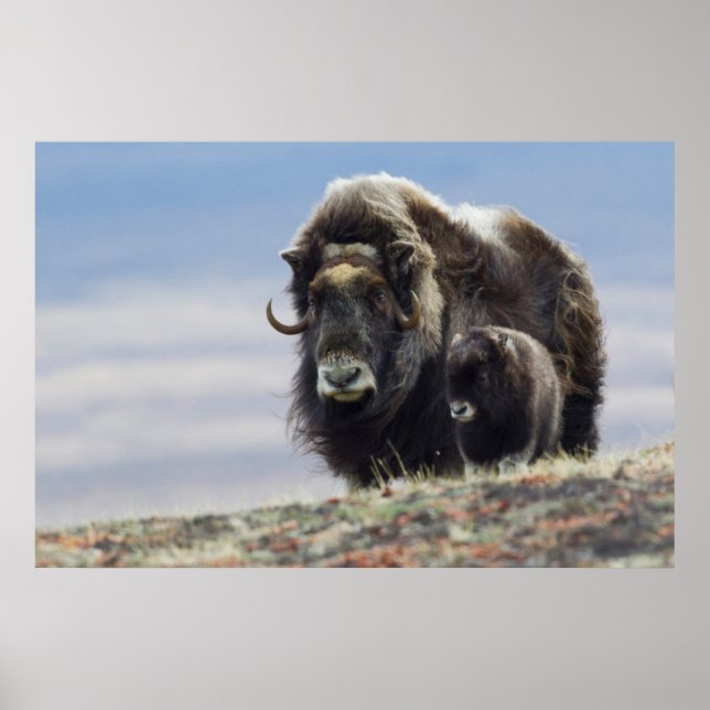 Poster Musk Ox with Calf (Devant)