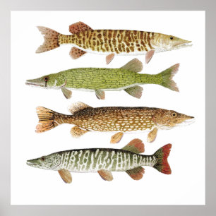 Poster Muskie, Pike, tigre et Pickerel