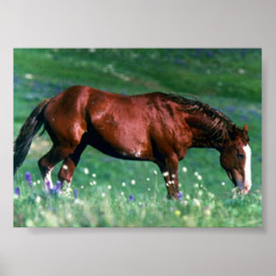 Poster Mustang espagnol