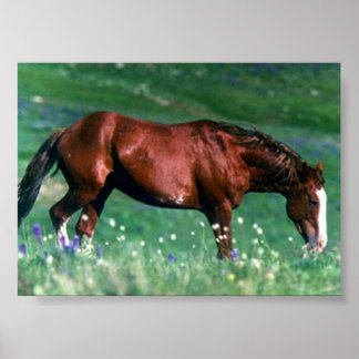 Poster Mustang espagnol