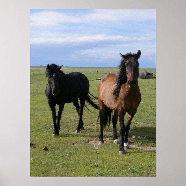 Poster Mustangs (Devant)