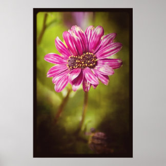 Poster Mutant Osteospermum / Dimorphotheca v.2