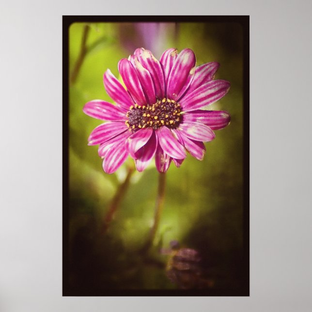 Poster Mutant Osteospermum / Dimorphotheca v.2 (Devant)