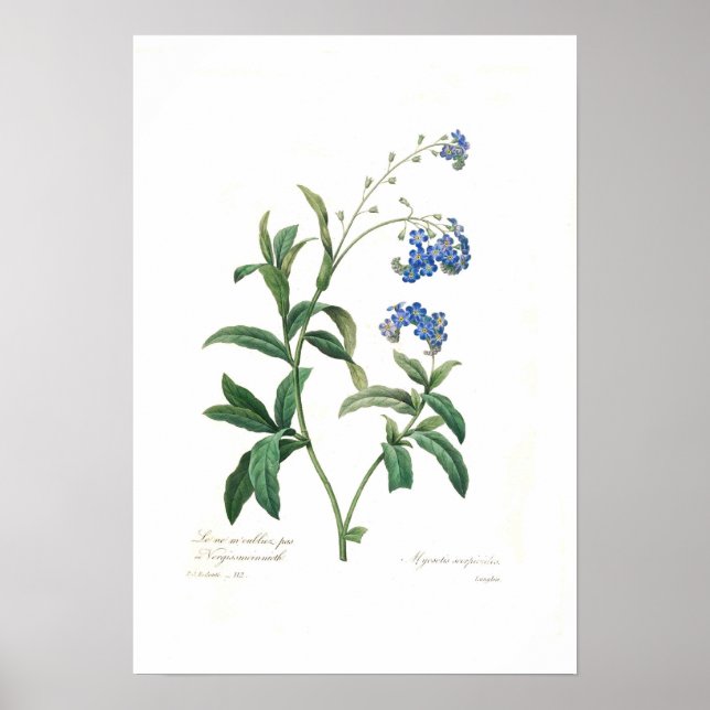 Poster Myosotis scorpioides (Devant)