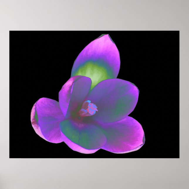 Poster Mystic Beauty Crocus Flower Print (Devant)
