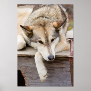 Poster N.A., États-Unis, Alaska. Chiens de traîneau Husky