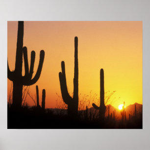 Poster N.A., États-Unis, AZ, Saguaro NP, Coucher de solei