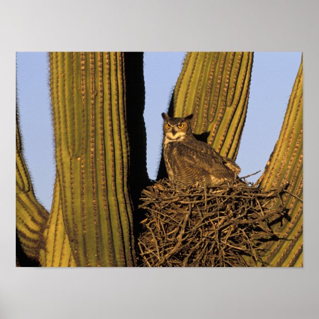 Poster NA, États-Unis, Arizona, Tucson. Grand-duc d'Améri (Devant)