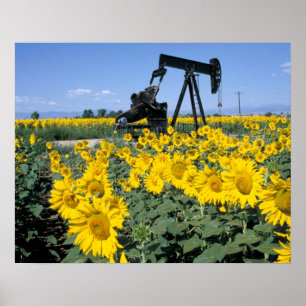Poster Na, États-Unis, Colorado, Tournesols, Derrick de p