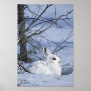 Poster NA, USA, Alaska. La faune nationale de l'Arctique