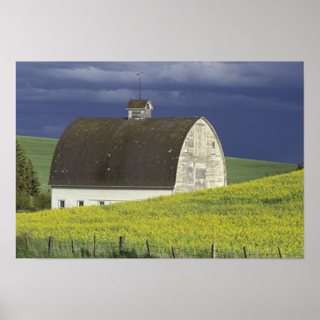 Poster NA, USA, Idaho, south of Genesse, Canola field (Devant)