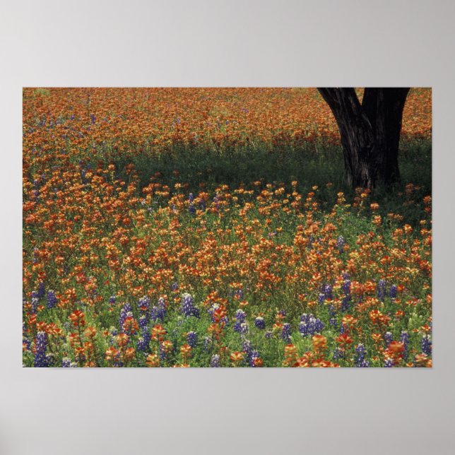 Poster NA, USA, Texas, Hill Country, Peinture (Devant)