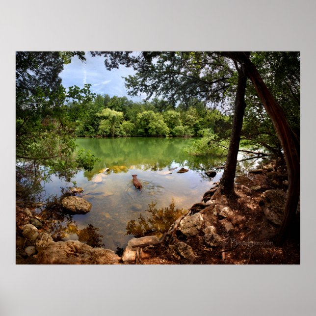 Poster Nage de chien Ladybird Lake 2 - Austin Texas (Devant)