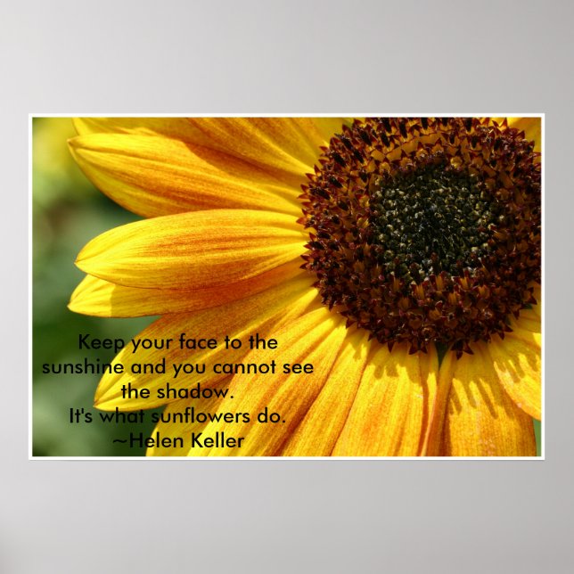 Poster Nancys_sunflower (Devant)