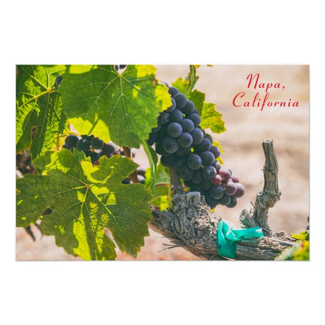 Poster Napa, Californie (Devant)