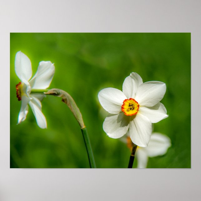 Poster Narcisse (Devant)