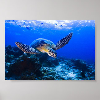 Poster Natation Tortue de mer dans l'eau bleue