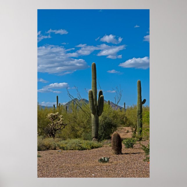 Poster Natural Cactus Landscape 3994 (Devant)