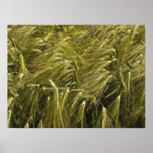 Poster Nature botanique du grain de seigle