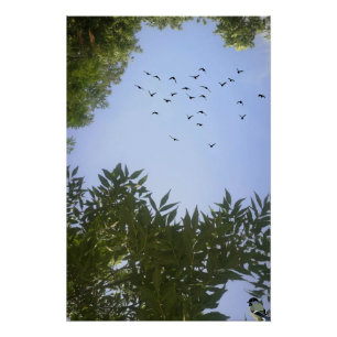 Poster Nature Ciel Bleu Avec Oiseaux & Arbre
