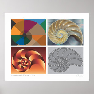Poster Nautilus 4 vues