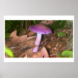 Poster Ne mangez pas le champignon