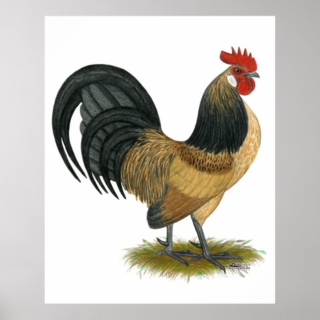Poster Néerlandais Bantam : Bleu Quail Rooster (Devant)