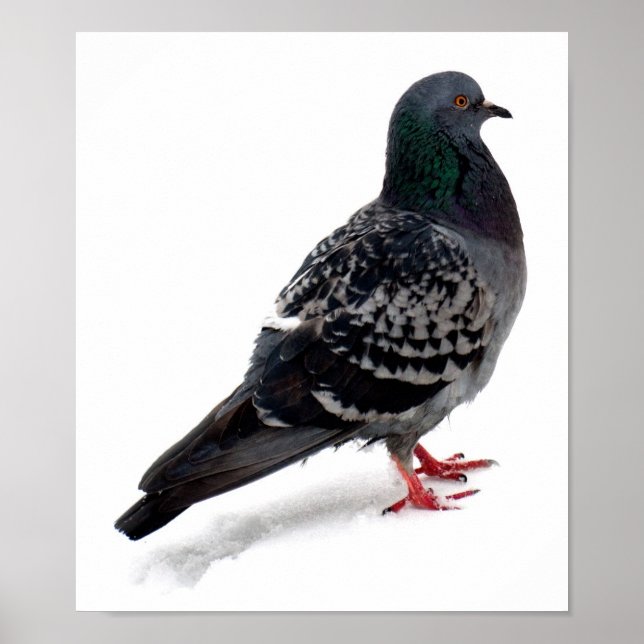Poster Neige et pigeon (Devant)