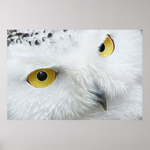 POSTER NEIGE OWL EYES