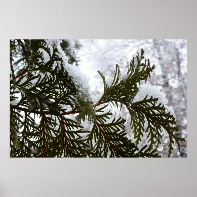 Poster Neige sur les branches de feuillus persistants (Devant)